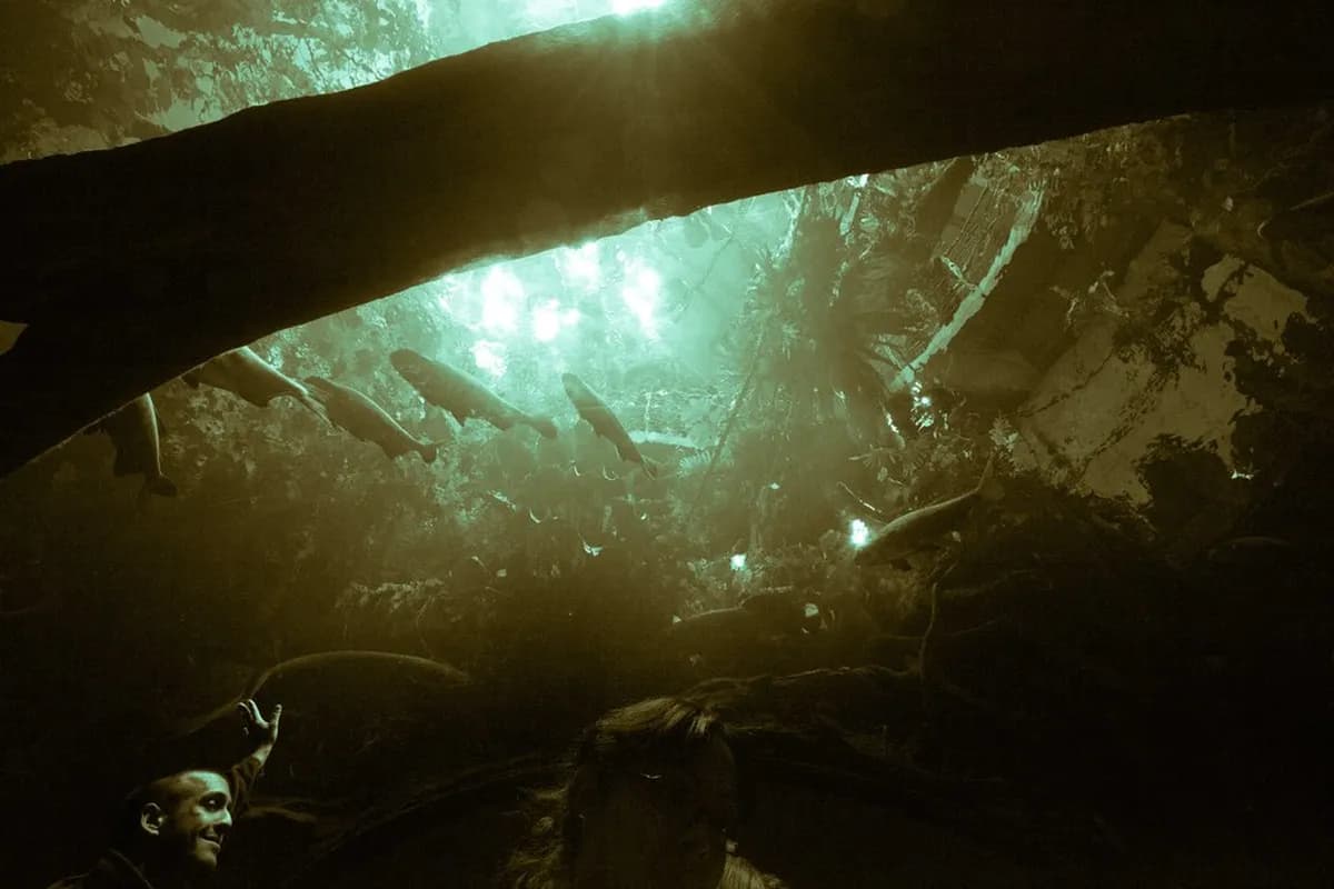 Is The California Academy Of Sciences Worth It? 10 Things To Know