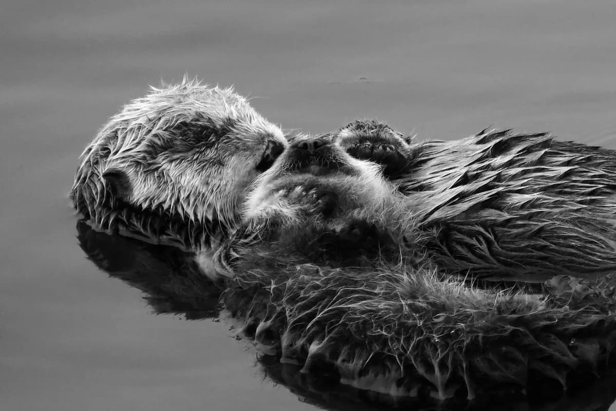 Is The San Diego Zoo Worth It With A Pass? (8-Point Guide)