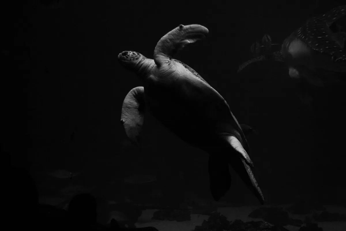 Georgia Aquarium, Atlanta