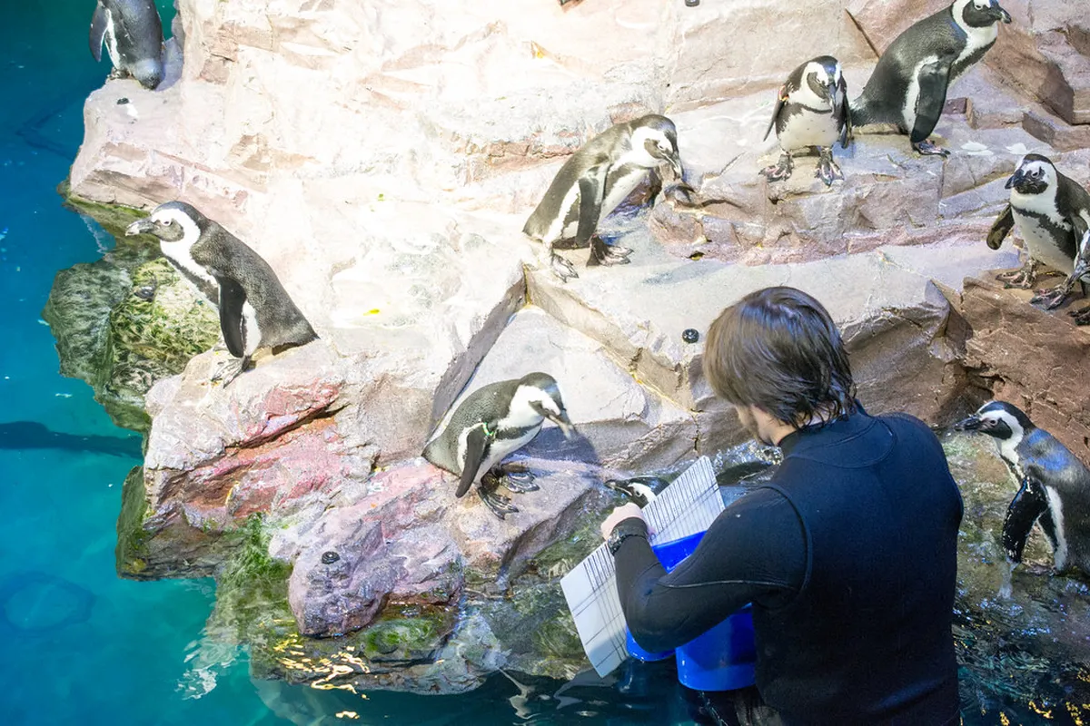 New England Aquarium, Boston