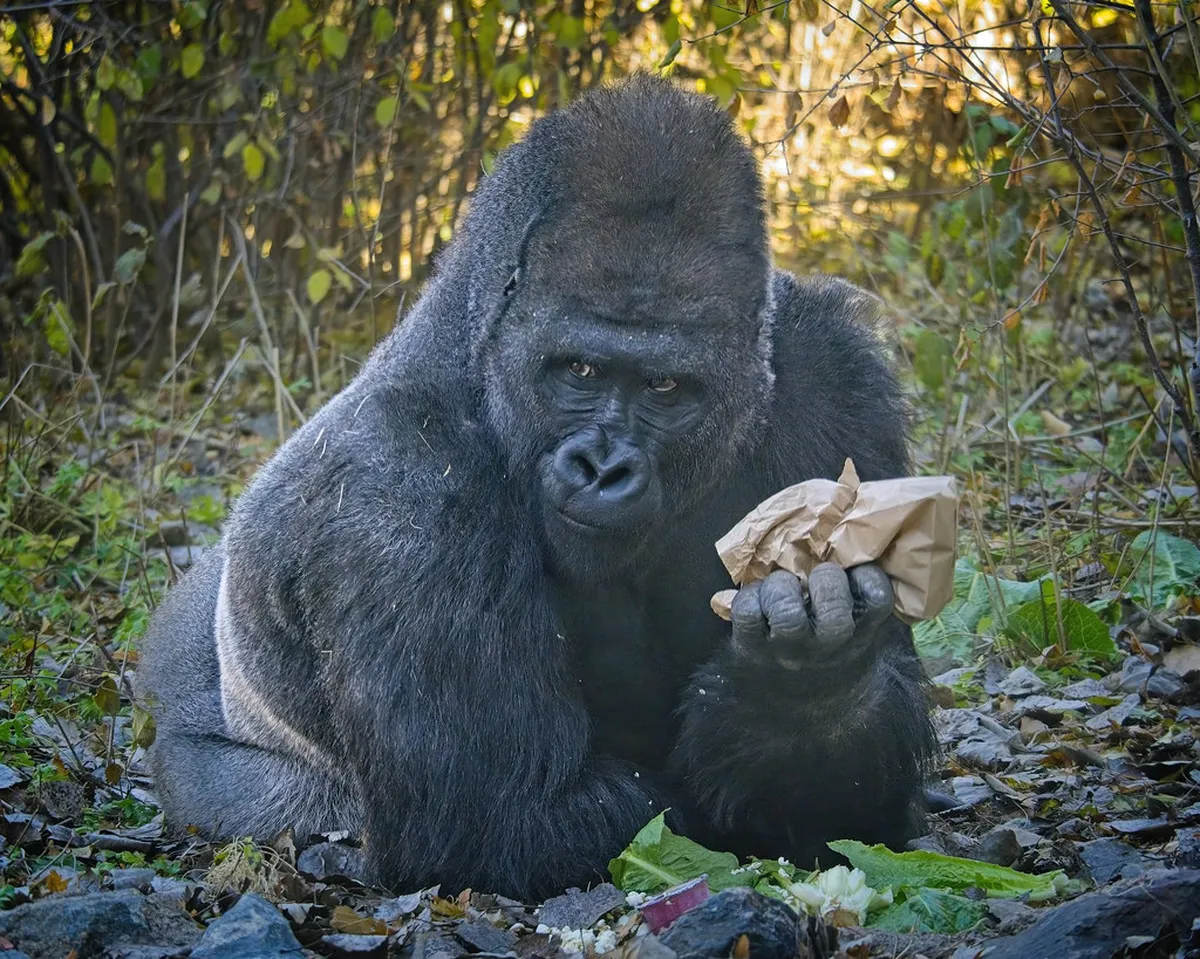 Zoo, Denver