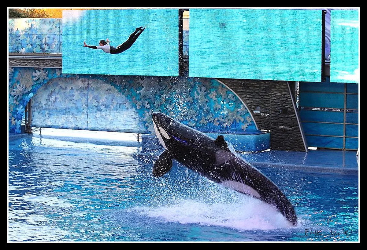 SeaWorld, Orlando