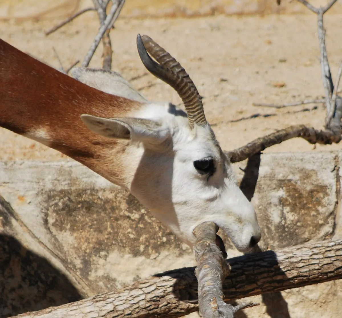 Zoo, San Antonio