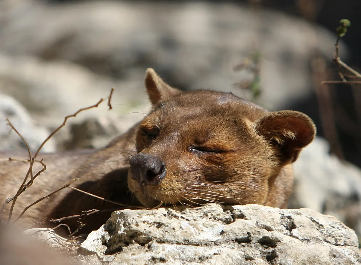 Zoo, San Antonio